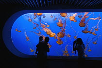 Pacific Sea Nettle (Chrysaora fuscescens) group watched by visitors at, California