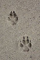 Black-backed Jackal (Canis mesomelas) tracks, Cape Cross, Namibia
