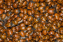 Ladybird Beetle (Hippodamia convergens) group hibernating on pine tree bark, California