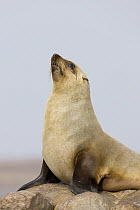 Cape Fur Seal (Arctocephalus pusillus), Cape Cross, Namibia