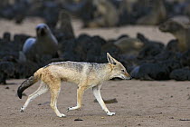 Black-backed Jackal (Canis mesomelas) searching for dead Cape Fur Seal (Arctocephalus pusillus) pups in colony, Cape Cross, Namibia