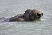 Southern Elephant Seal (Mirounga leonina) bull swimming, Stromness Bay, South Georgia Island