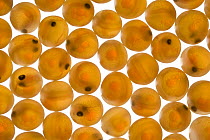Brown Trout (Salmo trutta) eggs, fish already visible through egg-shell, Europe