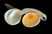 Brown Trout (Salmo trutta) alevin hatching from egg with full yolk sac, Europe