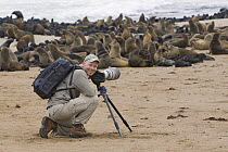 Cape Fur Seal (Arctocephalus pusillus) colony and wildlife photographer Ingo Arndt, Cape Cross, Namibia