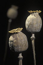 Opium Poppy (Papaver somniferum) dry seed pods, Spain