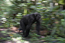 Chimpanzee (Pan troglodytes) male running, western Uganda