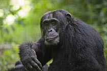 Chimpanzee (Pan troglodytes) alpha male, western Uganda