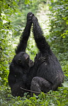 Chimpanzee (Pan troglodytes) alpha male and brother showing hand clasp grooming behavior, western Uganda