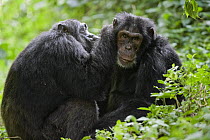 Chimpanzee (Pan troglodytes) alpha male being groomed by brother, western Uganda