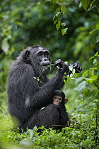 Chimpanzee (Pan troglodytes) mother with three month old infant swallowing Rubia cordifolia for medicinal purposes, western Uganda