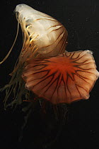 Pacific Sea Nettle (Chrysaora fuscescens) pair, native to the Pacific Ocean