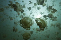 Jellyfish (Mastigias sp) group , Jellyfish Lake, Palau
