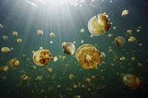 Jellyfish (Mastigias sp) group swimming, Jellyfish Lake, Palau
