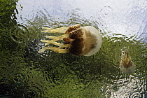 Papuan Jellyfish (Mastigias papua) pair near the surface, Palau
