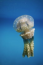 Papuan Jellyfish (Mastigias papua), Palau