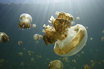 Jellyfish (Mastigias sp) group swimming, Jellyfish Lake, Palau