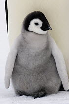 Emperor Penguin (Aptenodytes forsteri) chick, Snow Hill Island, Antarctica