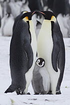 Emperor Penguin (Aptenodytes forsteri) parents and chick, Snow Hill Island, Antarctica