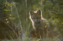Red Fox (Vulpes vulpes) pup, Alaska