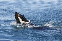 New Zealand Fur Seal (Arctocephalus forsteri) male carrying Octopus (Octopus sp) prey, Kaikoura, New Zealand
