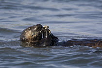 Sea Otter (Enhydra lutris) feeding on clam, Monterey Bay, California