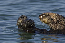 Sea Otter (Enhydra lutris) bachelor male chasing mother with three to six month old pup, Monterey Bay, California