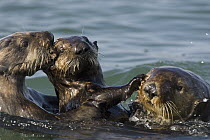 Sea Otter (Enhydra lutris) bachelor male chasing mother with three to six month old pup, Monterey Bay, California