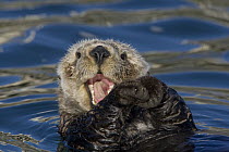 Sea Otter (Enhydra lutris) yawning, Monterey Bay, California