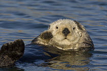 Sea Otter (Enhydra lutris) grooming fur, Monterey Bay, California