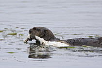 Sea Otter (Enhydra lutris) carrying western grebe, Monterey Bay, California