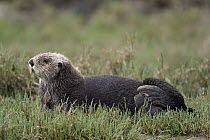 Sea Otter (Enhydra lutris) hauled out in pickleweed, Monterey Bay, California