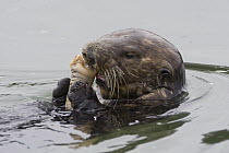 Sea Otter (Enhydra lutris) feeding on Fat Innkeeper Worm (Urechis caupo), Monterey Bay, California