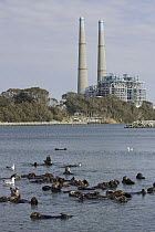Sea Otter (Enhydra lutris) raft in front of natural gas powered electrical plant, Moss Landing Harbor, Monterey Bay, California