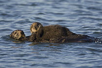 Sea Otter (Enhydra lutris) mother and two to three week old pup, Monterey Bay, California