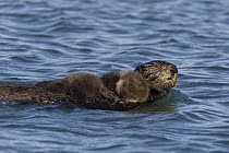 Sea Otter (Enhydra lutris) mother holding her sleepy two to three week old pup, Monterey Bay, California