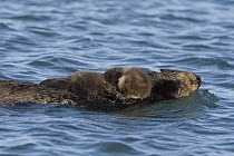 Sea Otter (Enhydra lutris) mother swimming while holding her sleepy two to three week old pup, Monterey Bay, California