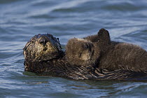 Sea Otter (Enhydra lutris) mother holding her sleepy two to three week old pup, Monterey Bay, California