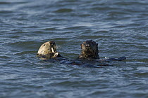 Sea Otter (Enhydra lutris) mother and three to six month old pup feeding on clam, Monterey Bay, California
