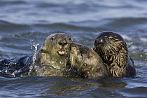 Sea Otter (Enhydra lutris) bachelor male harassing female with pup, Monterey Bay, California