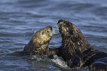 Sea Otter (Enhydra lutris) courtship behavior, Monterey Bay, California