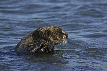 Sea Otter (Enhydra lutris) keeping dry paws above water so as not to get wet, Monterey Bay, California