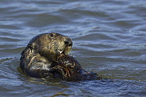 Sea Otter (Enhydra lutris) feeding on crab, Monterey Bay, California