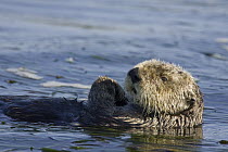 Sea Otter (Enhydra lutris), Monterey Bay, California