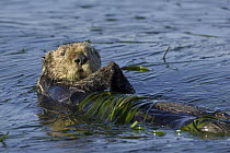 Sea Otter (Enhydra lutris) large male wrapped up in eelgrass, Monterey Bay, California
