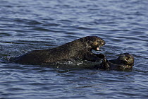 Sea Otter (Enhydra lutris) courtship behavior, Monterey Bay, California