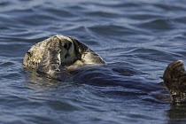 Sea Otter (Enhydra lutris) rubbing eyes, Monterey Bay, California