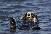 Sea Otter (Enhydra lutris) rubbing eyes, Monterey Bay, California