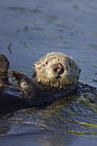 Sea Otter (Enhydra lutris) female with wounded nose after mating, Monterey Bay, California