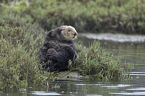 Sea Otter (Enhydra lutris) large male hauled out in pickleweed, Monterey Bay, California